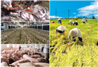 Bàn về thị trường tương lai cho nông nghiệp Việt Nam